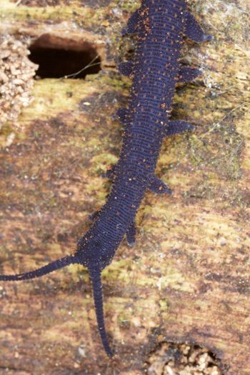 Media type: image; Invertebrate Zoology 29204